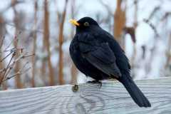 Project-365-044-Billede-473_Flickr