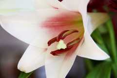 Project-365-065-Billede-918_Flickr