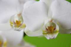 Project-365-066-Billede-945_Flickr