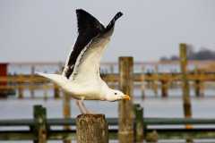 Project-365-081-Billede-1106_Flickr