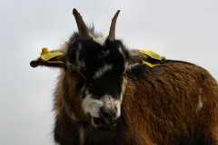 Project-365-083-Billede-1185_Flickr
