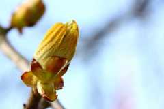 Project-365-102-Billede-1748_Flickr