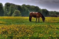 Project-365-137-Billede-2261_2_3_Flickr