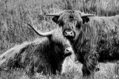 Project-365-138-Billede-2278_6_7_BW_Flickr