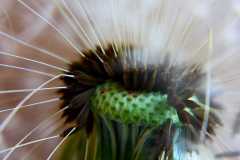 Project-365-143-Billede-2353_Flickr
