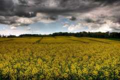 Project-365-147-Billede-2433_1_2_Flickr