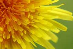 Project-365-150-Billede-2466_Flickr