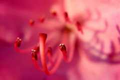 Project-365-153-Billede-2520_Flickr