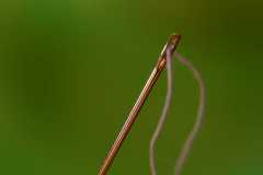 Project-365-169-Billede-2825_Flickr