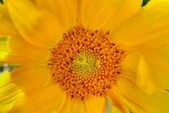Project-365-216-Billede-3600_598_599_Flickr