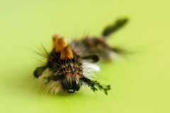Project-365-260-Billede-066_Flickr