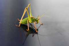 Project-365-261-Billede-072_Flickr