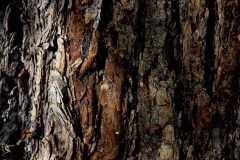 Project-365-277-Billede-4127_Flickr