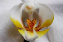 Project-365-278-Billede-4277_Flickr