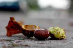 Project-365-286-Billede-4370_Flickr