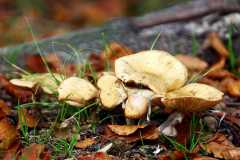 Project-365-290-Billede-4355_Flickr