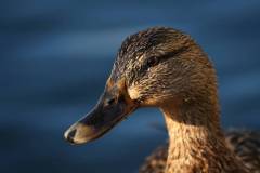 062-IMG_5391-Edit-2