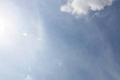 199-IMG_7451