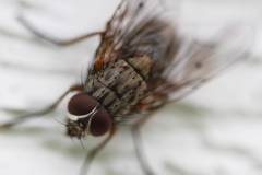 209-IMG_7568