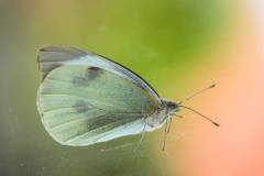 210-IMG_7594