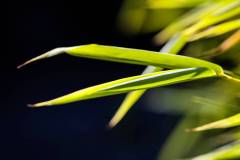 225-IMG_7780