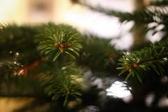 356-IMG_9386